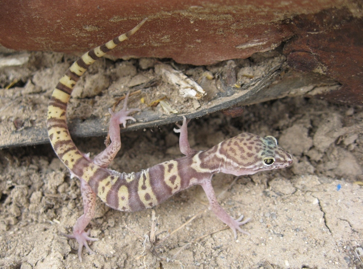 Desert Banded Gecko